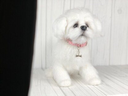 Maltese Puppy
