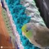 Parrotlet's Flight Blanket