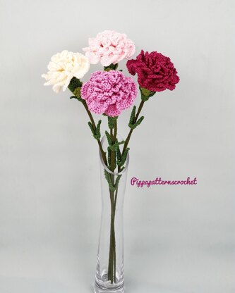 Carnation