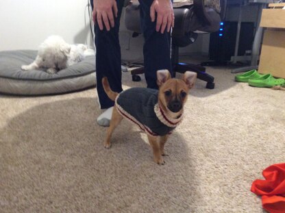 Piper’s new coat!!