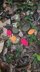 Knitted Leaves