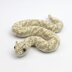 Horned viper