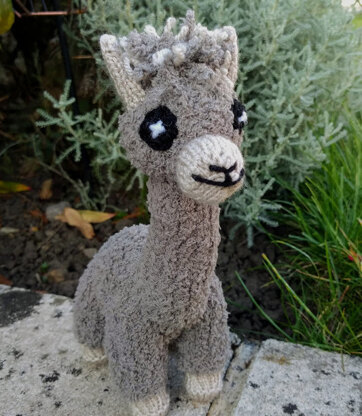 Carlos the Alpaca