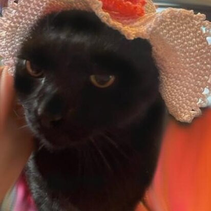 Layered Hat with a Bow for Cats