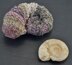 Ammonite