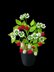 Crochet Raspberry plant
