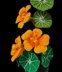 Crochet Nasturtium flowers