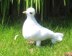 Peace Dove by madmonkeyknits