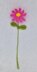 Springtime Flower Posy PDF Knitting Pattern Daffodil Forget-me-not Tulip Cosmos Bluebell