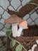 Fairy Hollow Log Basket