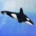 Orca Arrluk (Killer Whale)