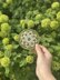 Dahlia Mosaic Coaster