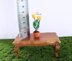 Miniature potted tulips
