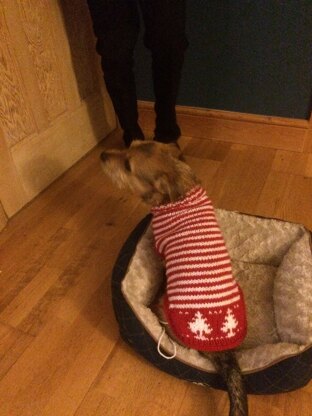 Jack's Christmas sweater