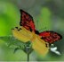 Exotic butterflies