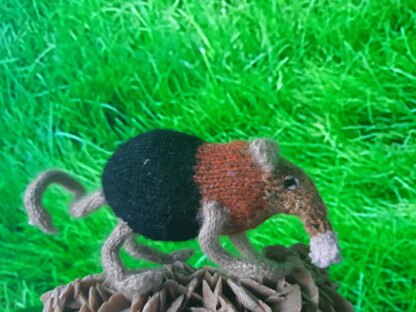 (Black and rufous) elephant shrew