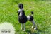 Black Persephone the poodle dog