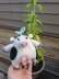 Cow Plant