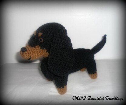 Dachshund