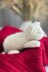 White sleeping kitten knitting pattern