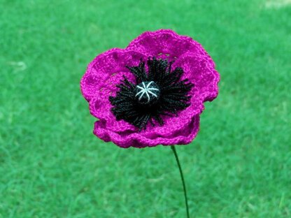 Poppy flanders oriantal or icelandic