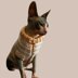 Dog sweater  “Creme stripes”