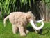 Mammoth Woolly Mammoth