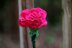 Flower of the gods: Carnation