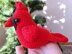 Red Cardinal bird