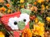 Pumpkina - Amigurumi Owl - Halloween Series