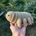 Tardigrade or Water Bear