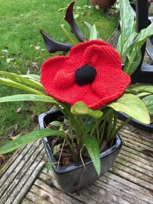 Large Red Poppy