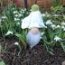 Secret Surpise Snowdrop Gnome