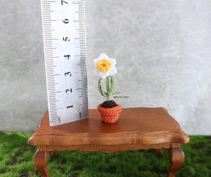Miniature potted daffodil