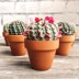 Barrel Cactus Pincushion