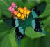 Exotic butterflies