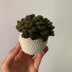 Green Prince succulent