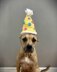 Dog Birthday Hat