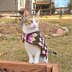 Diamond Striped Cat Sweater
