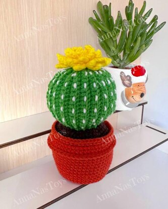Cactus in a pot_5