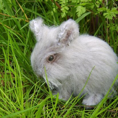 Connie the baby bunny