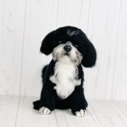 Black and White Shih Tzu dog