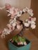 Cherry Blossom Bonsai