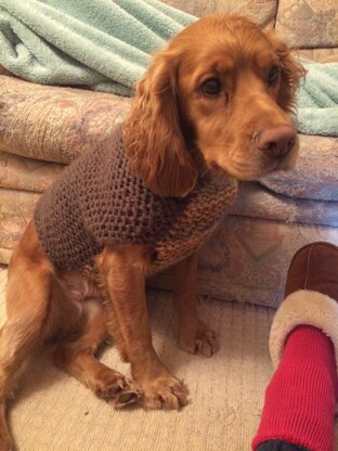 dog jumper