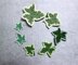 Variegated ivy leaves