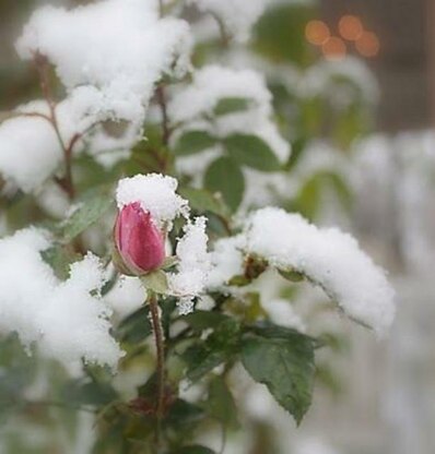 Winter Rose