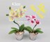 Mini Moth Orchid