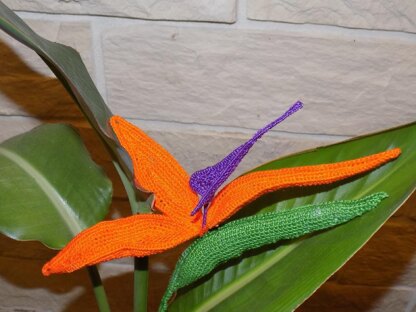 Strelitzia (Bird of Paradise)