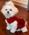 Lady in Red Doggy Dress