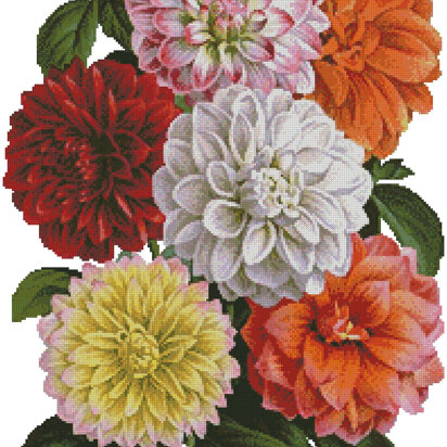 Dahlias Print - #14556